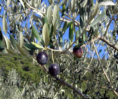 Nyons in Drôme Provençale